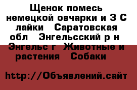 Щенок помесь немецкой овчарки и З-С лайки - Саратовская обл., Энгельсский р-н, Энгельс г. Животные и растения » Собаки   